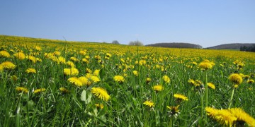 unkraut-im-rasen