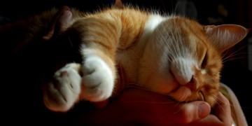 wie-lange-sind-katzen-rollig