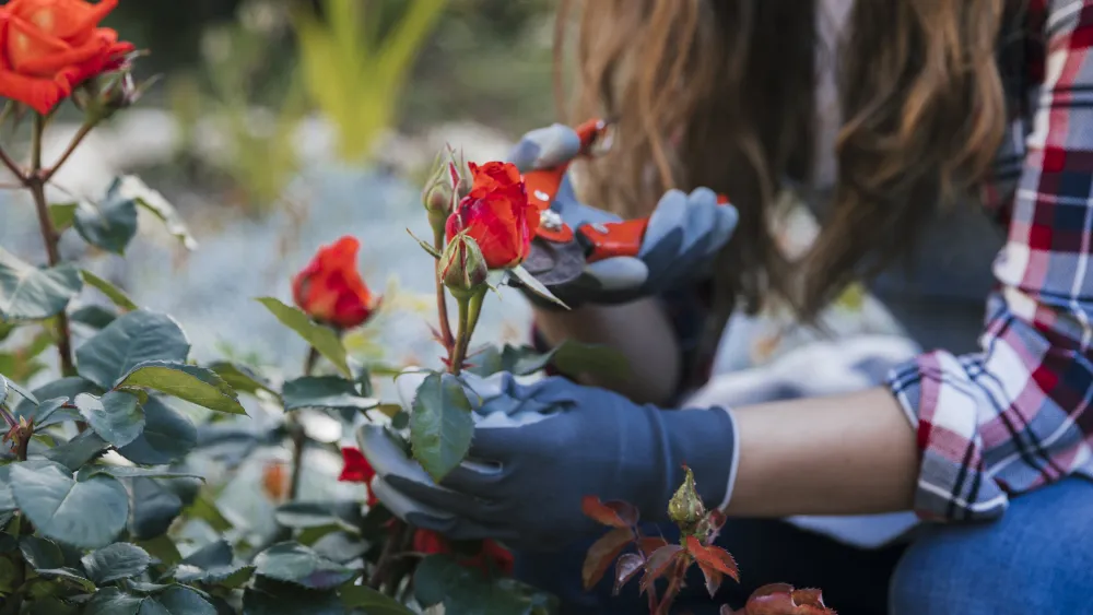 Gärtnerin schneidet eine rote Rose mit der Gartenschere
